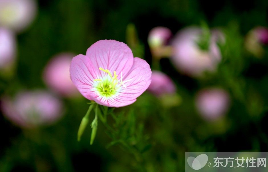 月见草的作用与功效 月见草的食疗方法推荐
