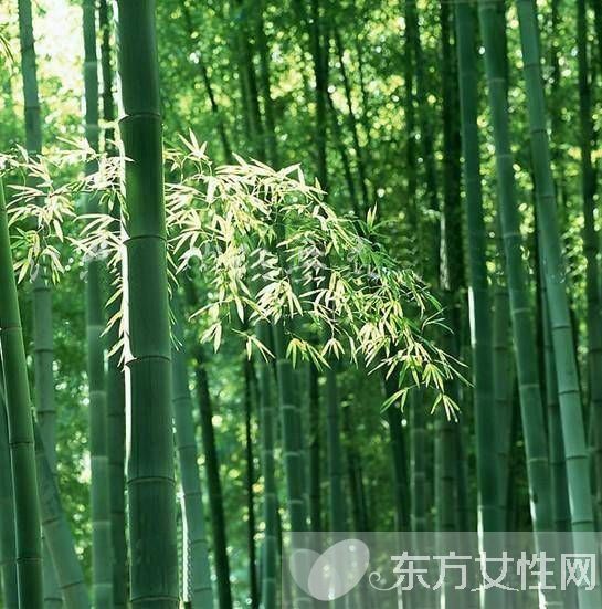 竹茹的功效与作用及禁忌 竹茹应该如何炮制