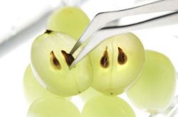 葡萄籽怎么吃吸收好 小小葡萄籽让你越吃越美丽哟