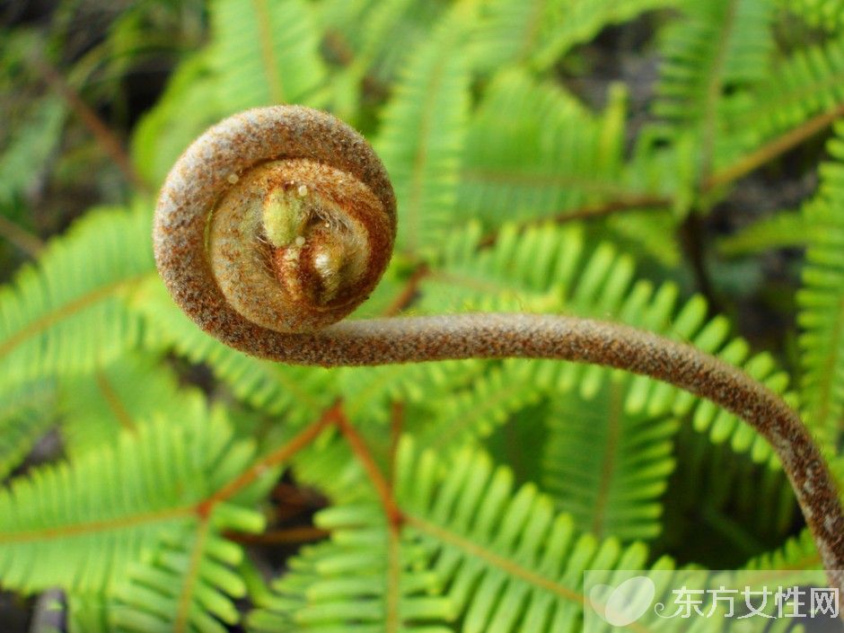 野蕨菜的营养价值 这些美味做法你尝试过吗