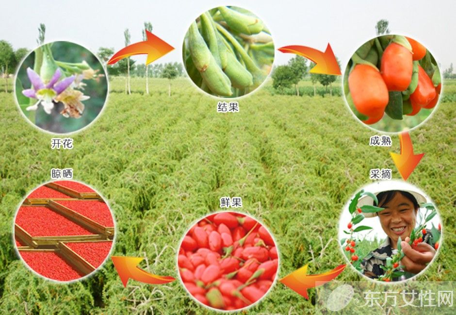 枸杞的产地在哪 小小枸杞居然有这么多的妙用