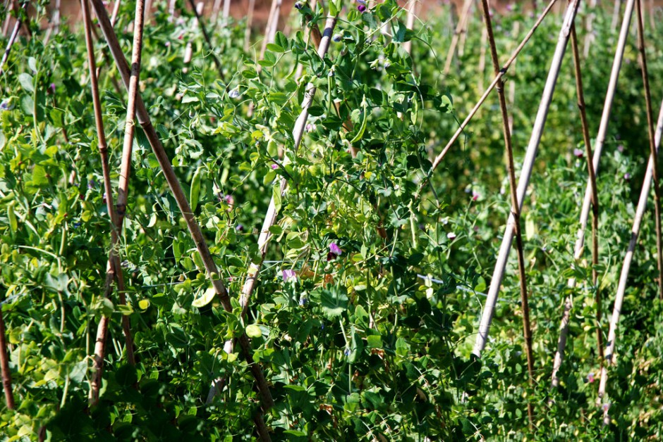 化疗期间吃什么 营养膳食很关键