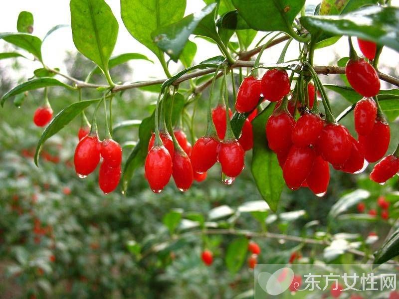 枸杞返潮了怎么办 这些补救方法非常管用哦