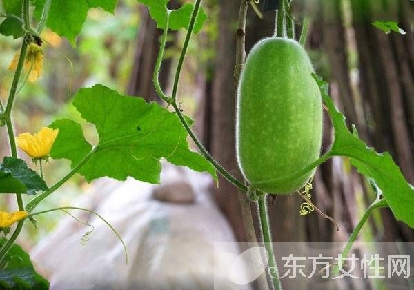 冬瓜汁的功效与作用 喝冬瓜汁居然有这么多好处