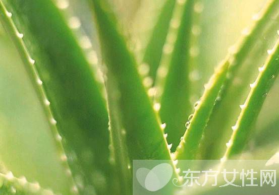 自制晒后修复面膜 晒后快速美白诀窍大公开