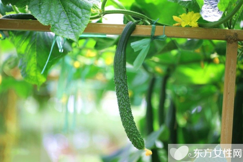 夏季养生之道推荐 蔬菜果汁夏天喝最棒