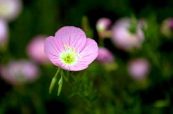 月见草的作用与功效 月见草的食疗方法推荐