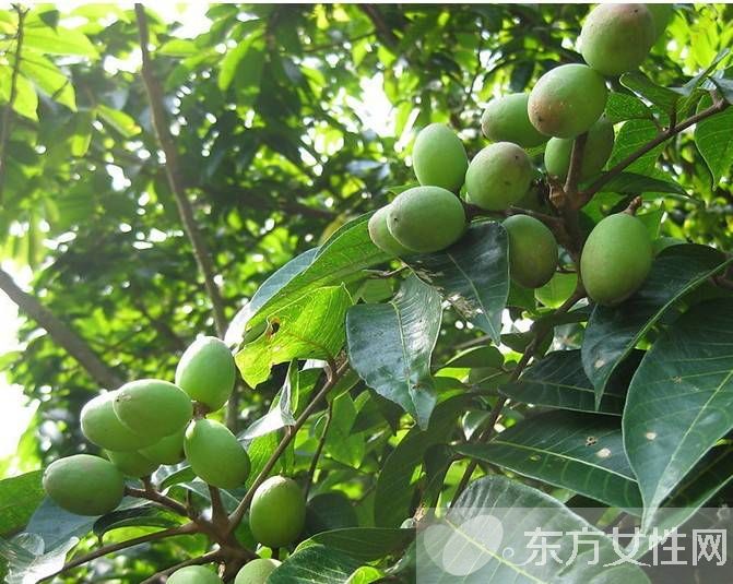 橄榄油有什么作用 这些好处你想都想不到