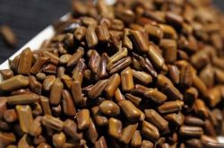 决明子的作用与功效 决明子的最佳食用方法推荐