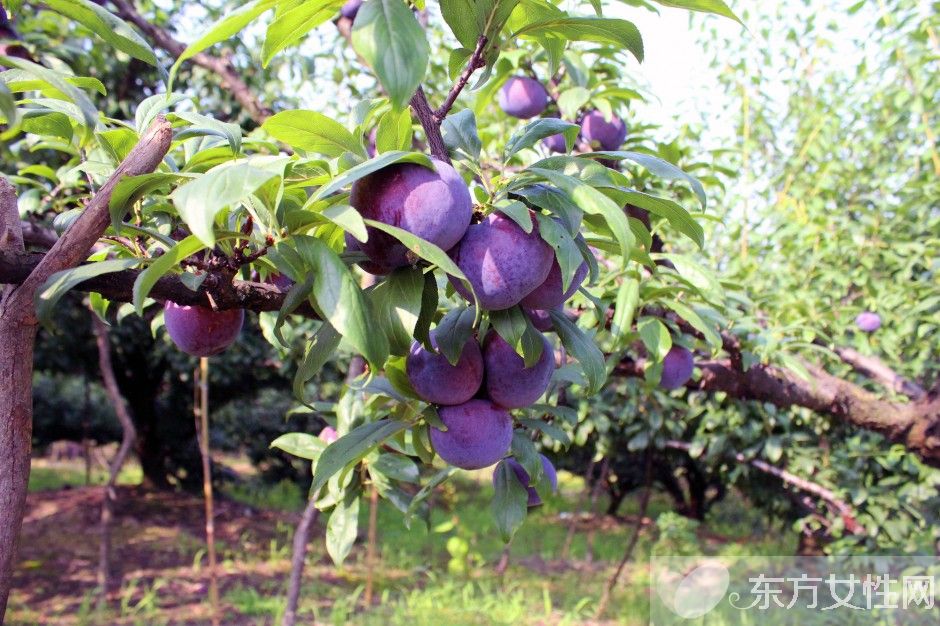 黑布林的营养价值介绍 女人吃了效果居然这么好
