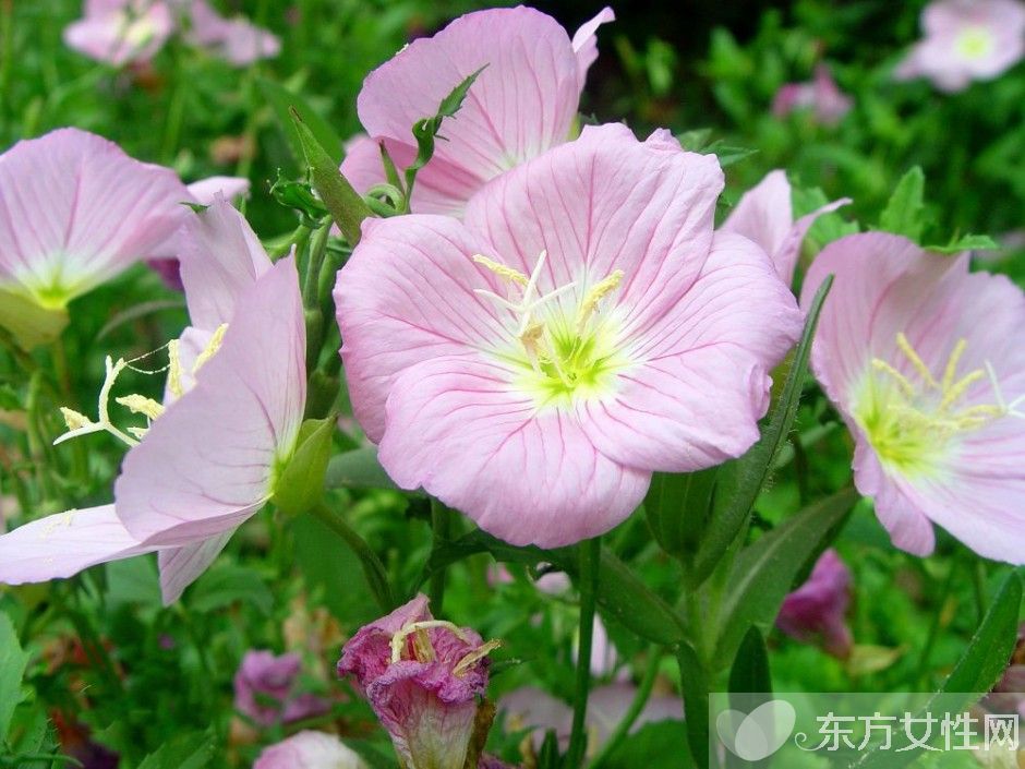 月见草的作用与功效 月见草的食疗方法推荐