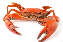 秋冬季养生小常识 螃蟹养生食疗放法推荐