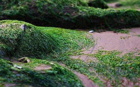 海苔和紫菜区别 哪一个比较有营养呢
