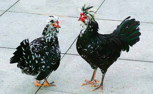 九味贵妃鸡是什么地方的菜 解析鸡肉营养价值