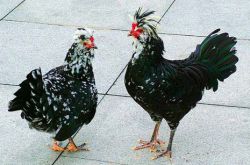 九味贵妃鸡是什么地方的菜 解析鸡肉营养价值