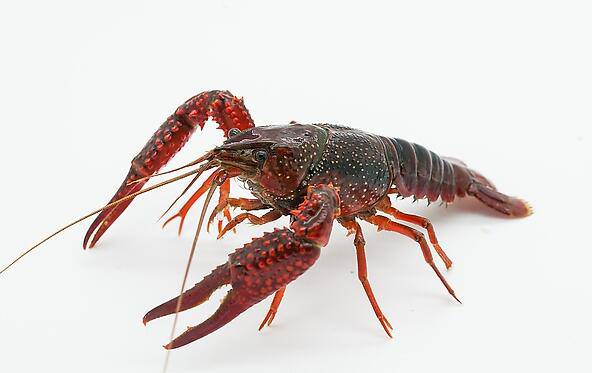 美味十三香龙虾的做法 味鲜且低脂肪