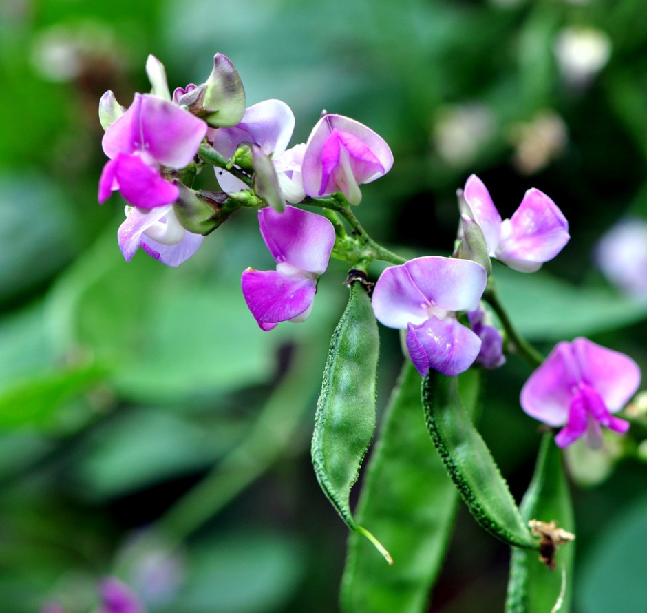 揭扁豆角的做法大全 这样吃健康又营养