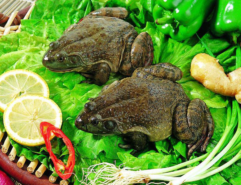 解读田鸡的营养价值 三款田鸡汤美味又健康