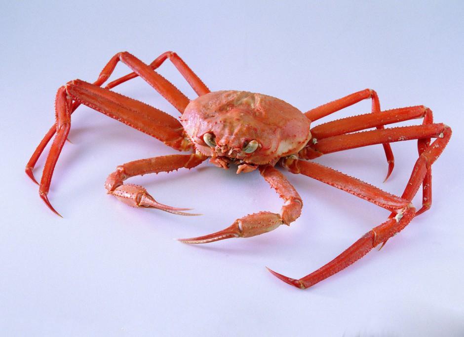 海蟹的两种家常做法 哪种人不宜吃海蟹