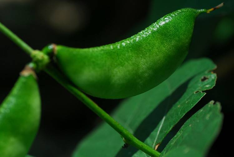 揭扁豆角的做法大全 这样吃健康又营养