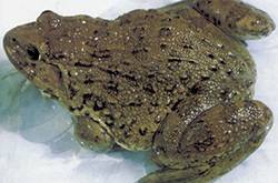 解读田鸡的营养价值 三款田鸡汤美味又健康