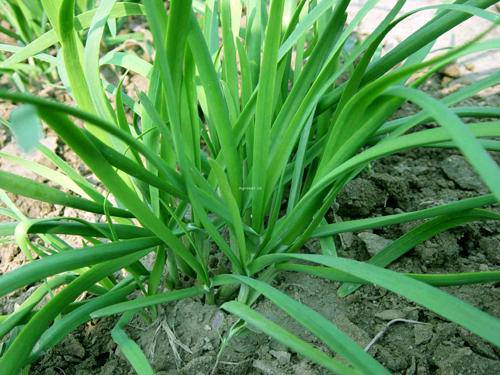 春天绝对少不了的美味 韭菜炒河虾