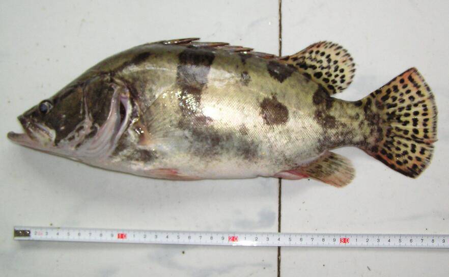 揭松鼠桂鱼的来历 手把手教你松鼠桂鱼4种做法