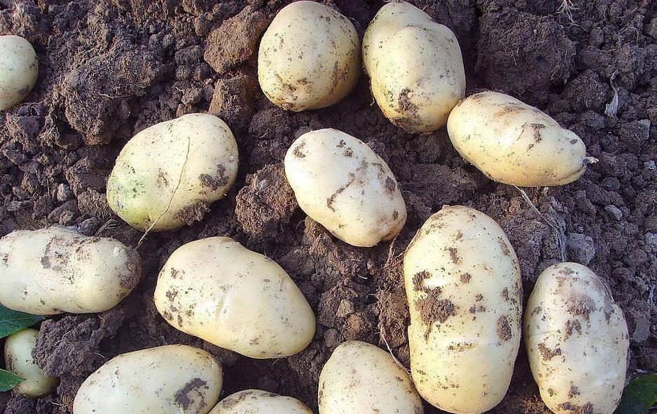 炒土豆丝的做法 揭如何炒土豆丝不粘锅