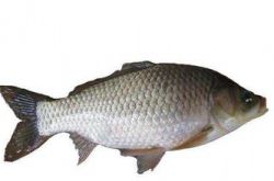 鲫鱼汤的做法大全 吃鲫鱼的4个禁忌