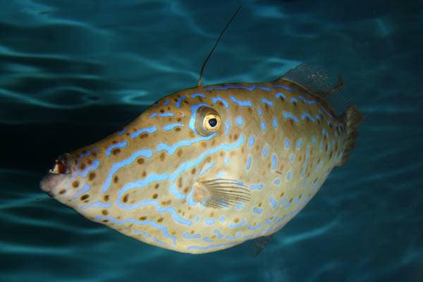 吃鱼前晒照片 竟捡回了一条命