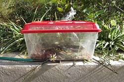 大学生宿舍养毒蛇 学生因害怕检查将毒蛇藏在衣柜