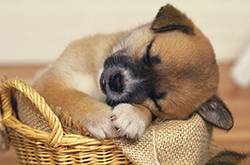 少女被狗咬伤 狗主人却还要给狗验伤