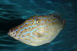 吃鱼前晒照片 竟捡回了一条命