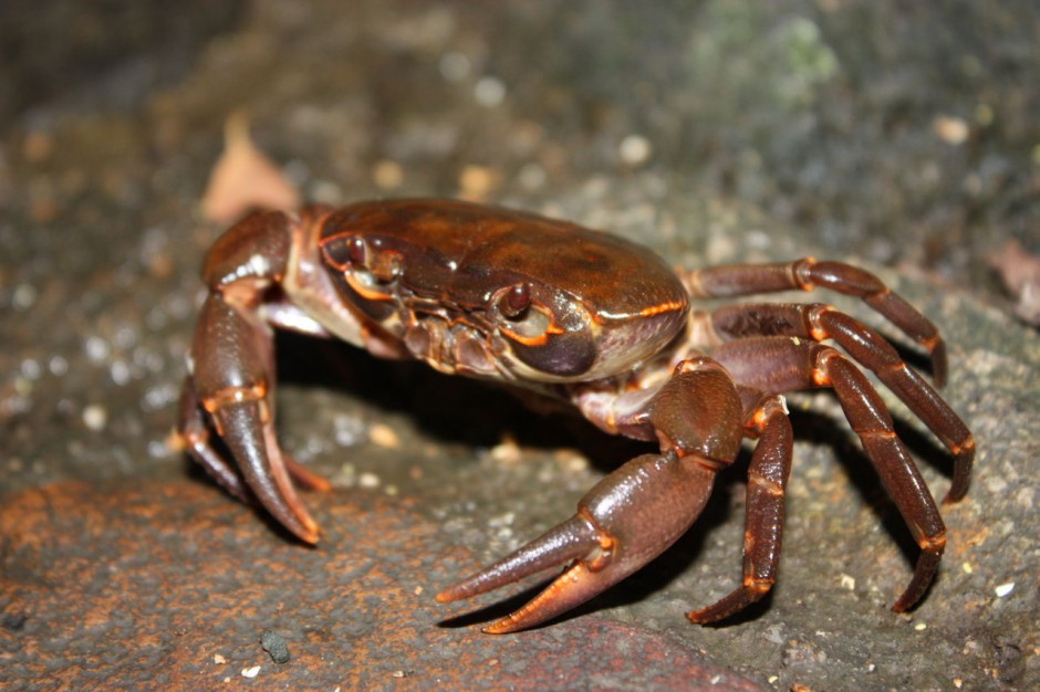 杀螃蟹时右手被蟹钳伤 伤口不慎感染患上坏死性筋膜炎