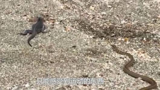 海滩群蛇追杀海蜥蜴 小蜥蜴还是成功脱身