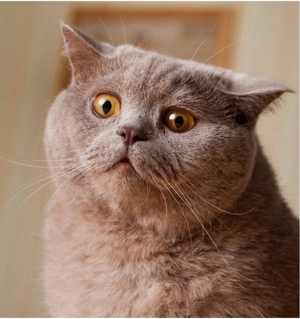 易胖体质是一种怎样的体验 血泪减肥史想想都心酸