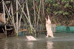 大叔每天逼猪自杀锻炼 只为提高猪肉的品质和口感