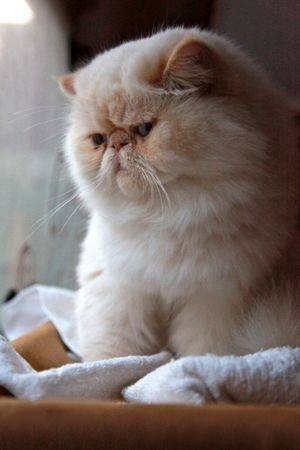 易胖体质是一种怎样的体验 血泪减肥史想想都心酸