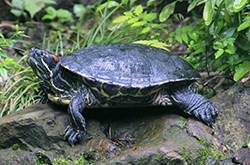 乌龟从30楼摔下 砸中一名老太太头部