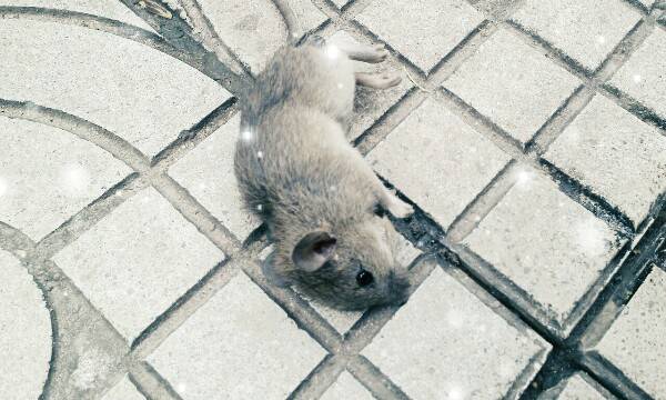 老鼠中毒后装死咬伤大妈 成年老鼠智商相当于8岁儿童