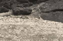 海滩群蛇追杀海蜥蜴 小蜥蜴还是成功脱身