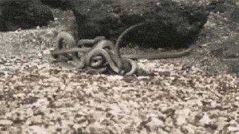 海滩群蛇追杀海蜥蜴 小蜥蜴还是成功脱身