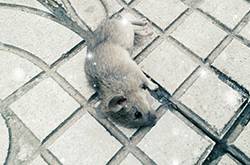 老鼠中毒后装死咬伤大妈 成年老鼠智商相当于8岁儿童