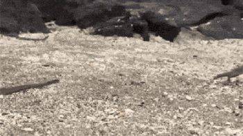 海滩群蛇追杀海蜥蜴 小蜥蜴还是成功脱身