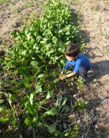 孙俪带儿子等等干农活 邓等等大名叫什幺