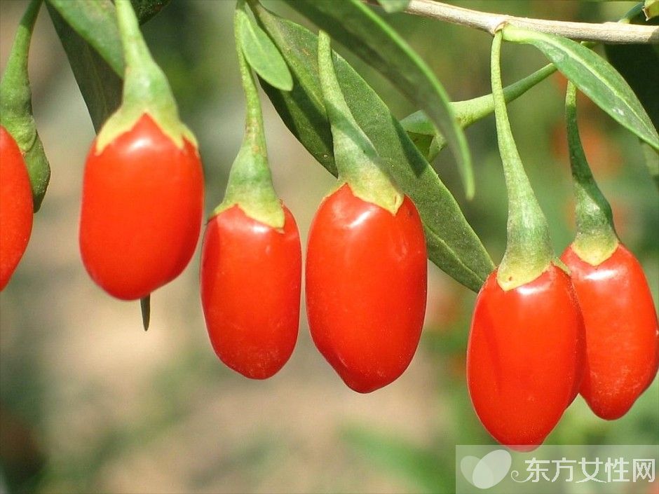 孕妇可以吃枸杞吗 孕妇吃枸杞的注意事项