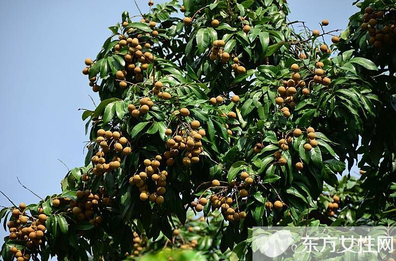 孕妇可以吃龙眼吗 适合孕妈夏天食用的水果