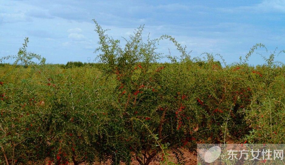 孕妇可以吃枸杞吗 孕妇吃枸杞的注意事项