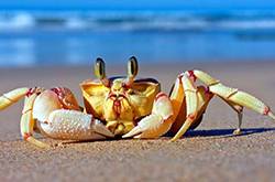 孕妇可以吃螃蟹吗 孕妇怀孕时的饮食应注意什么