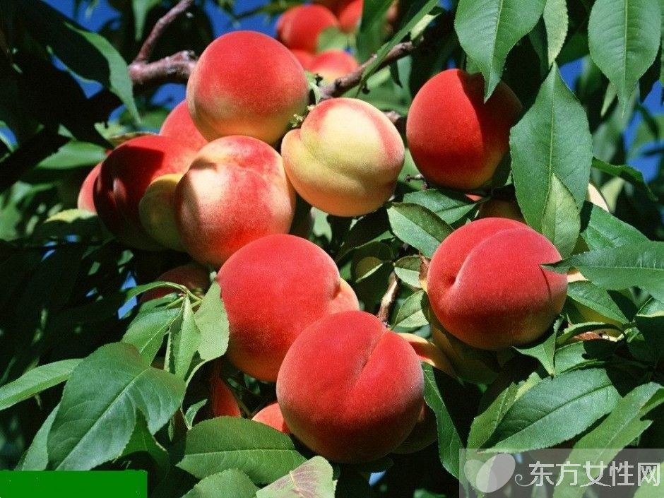 孕妇可以吃桃子吗 哪些水果孕妇不能吃呢